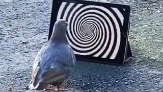 การรวบรวม MEMES ที่ผิดปกติ V124