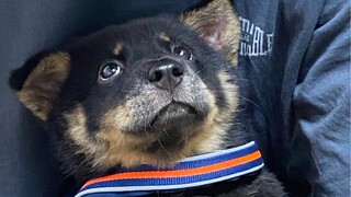 Tantangan Tidak Tergerak oleh Anjing Pedesaan Tiongkok!