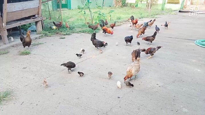 alone in life vlog cmds