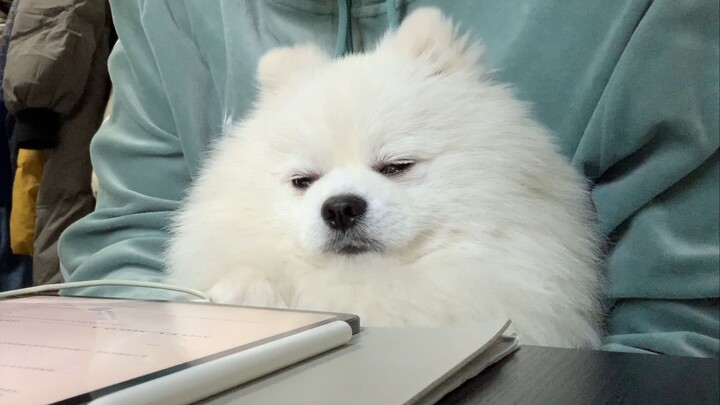 体重9斤 眼皮8.5斤