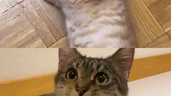 *meow* singing cats🤗