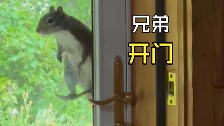 Those joyful animal videos!