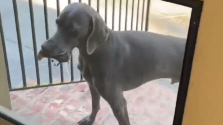 Chú chó nghĩ rằng bắt chuột chũi sẽ được thưởng