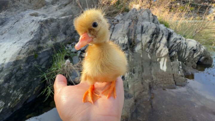 Bebek Cochin waktu kecil memang lucu banget!