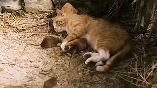 电影名《意外来客》