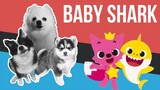 Baby Shark but it's Doggos and Gabe