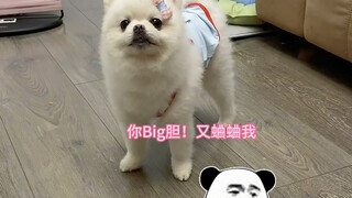 Dog: I always feel like someone is trying to harm me