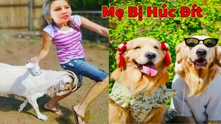 Thú Cưng TV | Trứng Vàng và Trứng Bạc #42 | Chó Golden Gâu Đần thông minh vui nhộn | Pets smart dog