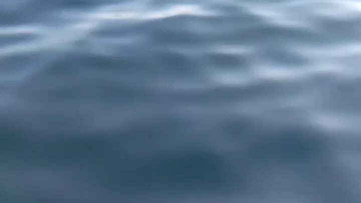 dolphin