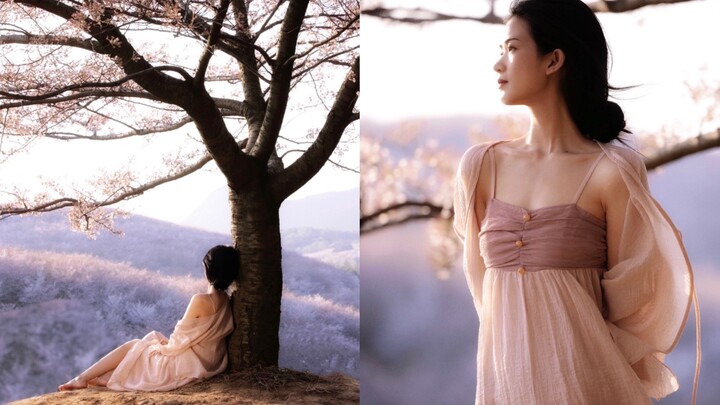 Sakura di kampung halaman saya telah mekar