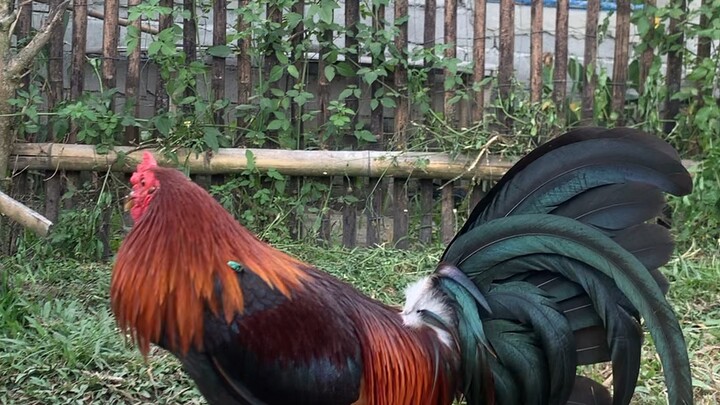 GILMORE HATCH BROODSTAG🐓