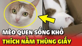 Chú MÈO quen SỐNG KHỔ chỉ thích nằm THÙNG GIẤY và chê NỆM ÊM 😂 | Yêu Lu