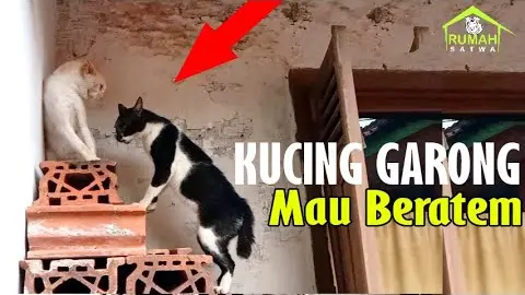 Kucing Garong gak jadi berantem liat kamera - Bstation
