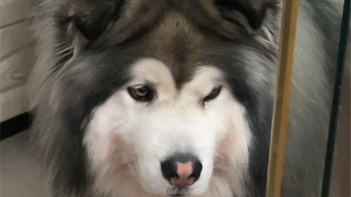 เมื่อน้องหมาไม่ได้กินของว่างยามดึก..