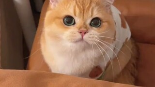 Ketika kucing belajar memanggil ibu, hatiku menjadi hangat