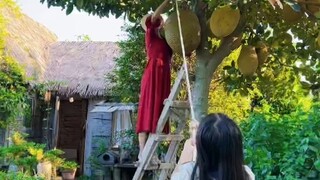 摘了，摘了，最大那个的摘了，搬不动，搬不动，真的搬不动，小朋友们节日快乐哟！