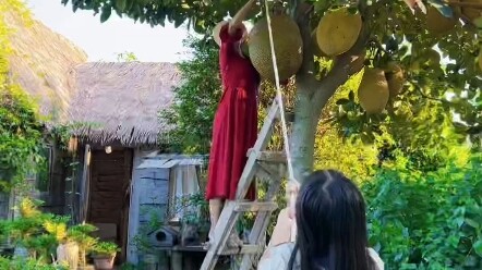 摘了，摘了，最大那个的摘了，搬不动，搬不动，真的搬不动，小朋友们节日快乐哟！