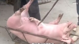 หมูโดนจับ น่าสงสารนะ#Funny