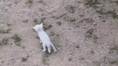 Mempertaruhkan nyawa demi kebaikan manusia: kucing putih pemberani yang menjadi pelopor "kucing"