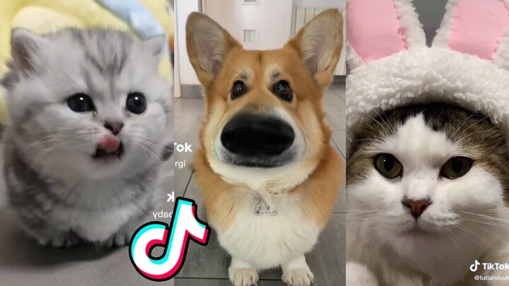 Adorable TikTok Pets that Will Make your Day Better 100% 🥰