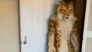 The emergence of pseudo-humans is a devastating blow to pets.