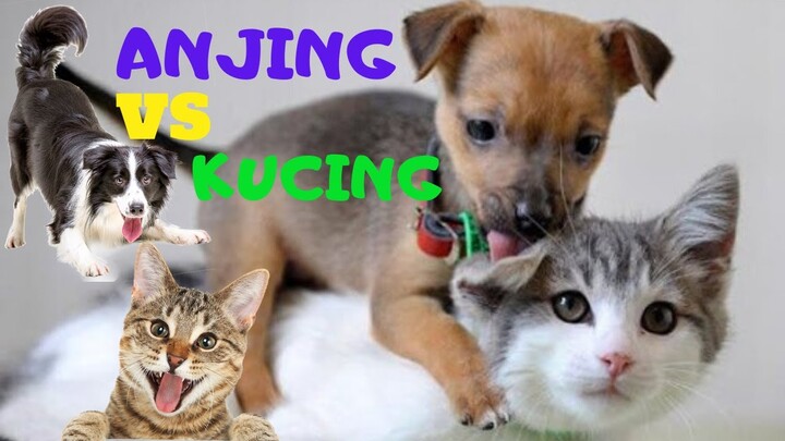 Ingin Tahu, ini 8 Bukti Kucing Menang Melawan Anjing