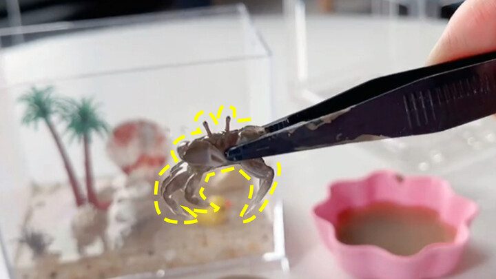 【Animal Circle】Cute Pea Crab | Perfect for lazy pet owners
