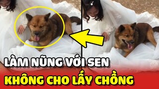 Chú chó LÀM NŨNG ngăn cản không cho Sen LẤY CHỒNG 😂 | Yêu Lu