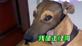 “ 养狗人近期遛狗现状 ”