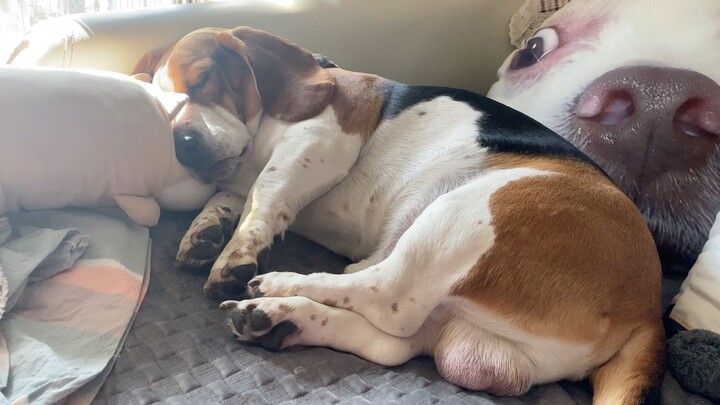 Aku paham semua alasannya, tapi kenapa ukurannya begitu besar?