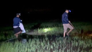 Đi Soi Cua Đêm Đem Về Làm Món Cua Đồng Khìa Nước Dừa Vừa Giòn Vừa Thơm