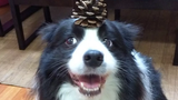 Funny Border Collies 🔴 การรวบรวมวิดีโอลูกสุนัขตลก - Border Collies Vídeo Recopilacion