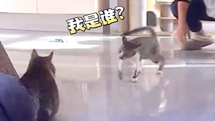 猫: 家里最大的危险不是狗，而是这个男人