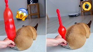 OMG So Cute 👉 Funniest Pets' Reaction Videos 🐱🐶