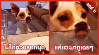 รวมคลิปตลกๆ : ไม่ได้หิวจริงๆนะมานุด!!