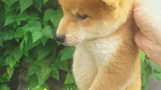 跑一次我抓一次