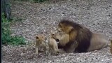 Binatang|Anak Singa Menarik Rambut Ayah