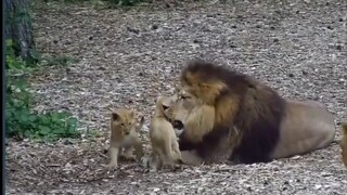 小狮子：拔多少根头发爸爸才生气呢？（雄狮脾气太好）
