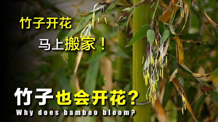 【ไขปริศนา】“ไผ่ออกดอก ต้องย้ายบ้านทันที” ทำไมคนโบราณถึงพูดเช่นนี้? การที่ไผ่ออกดอกมีความหมายว่าอย่างไ