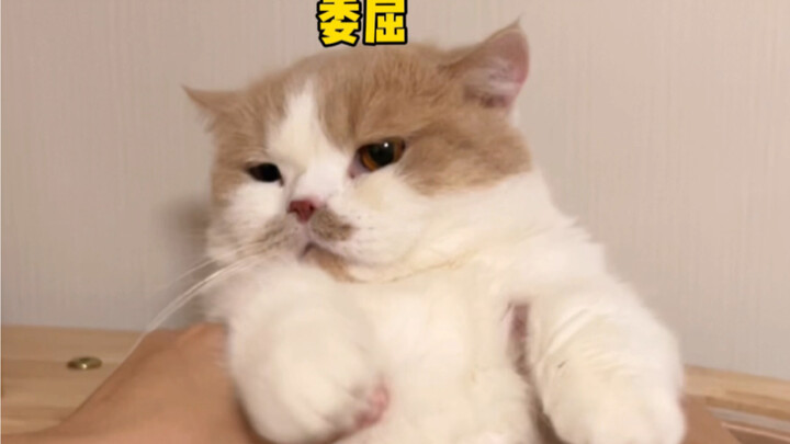 I’m dying—my cat’s so chubby it ends up butting heads with itself, hahaha!