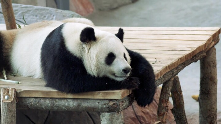 [Versi Lengkap 4 Menit] Kebun Binatang Finlandia Nyanyikan ‘Mingyue Jishi You’ untuk Panda Raksasa