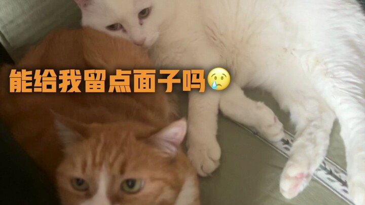 Tiểu Mi: Cậu vừa nói thế, sau này tớ còn ngóc đầu lên được trong giới thú cưng dễ thương nữa không?