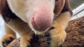 来自树袋鼠Puzzle的友情提醒：记得多吃蔬菜噢！