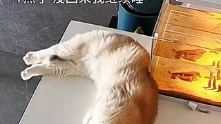 The cat's reaction after its owner leaves, captured on surveillance footage—this cat loves you even 