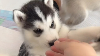 Pitbull: I've been a dog for a month, and today someone actually bit me!