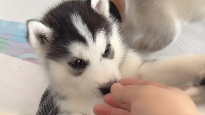 Er Ha: Sudah jadi anjing selama sebulan, hari ini malah digigit orang