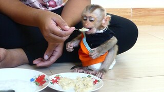 Today lovable Baby Monkey Maku Enjoy Eat Banana porridge With Mom for Breakfast