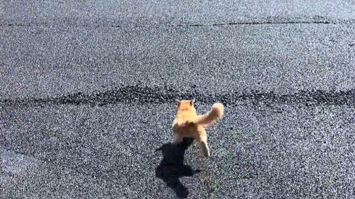 ต้องยอมรับว่าแม้เดินบนถนนลาดยางก็ยังต้องเร่งความเร็วเลย!