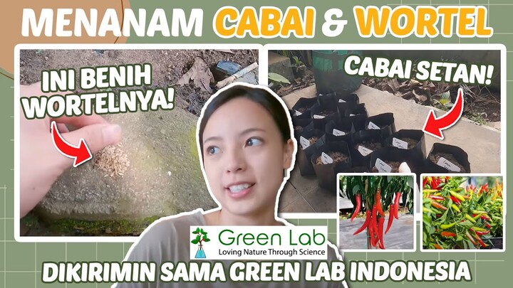 Cabenya Setan!? Tips Menanam Cabai dari GreenLab indonesia dan Wortel!
