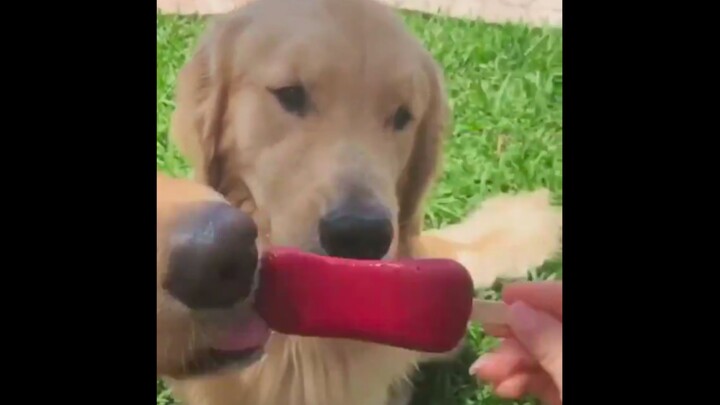 Mom says if you’re going to be a “dog,” you need to know how to be humble and yield.